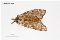 藏品(毒蛾科)的圖片